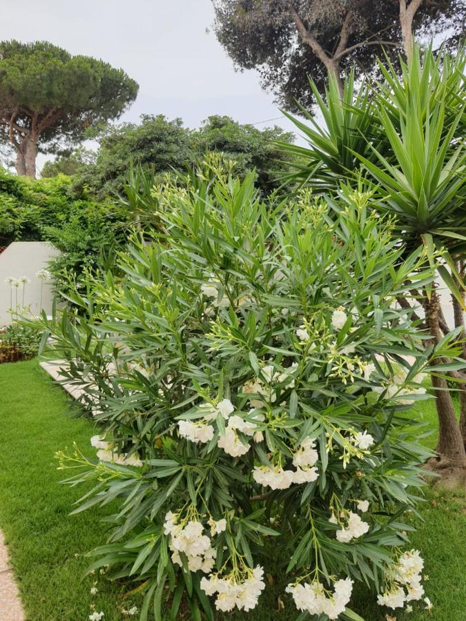 לינה וארוחת בוקר La Maddalena  Sole D'Oro Iun S4354 מראה חיצוני תמונה